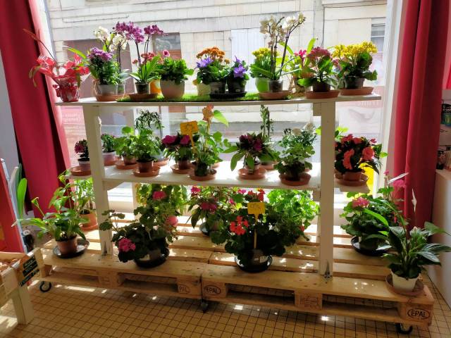 Des fleurs pour offrir